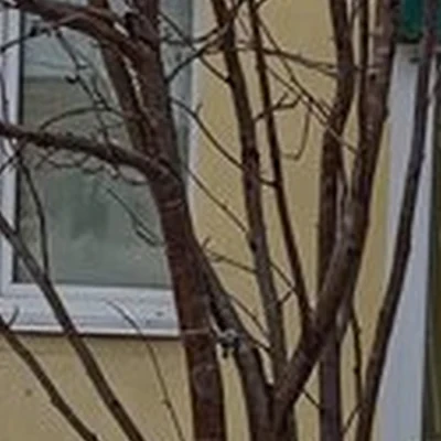 Нюанс в Полярном улица Сивко, 10