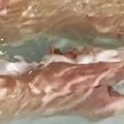 Водный цветок