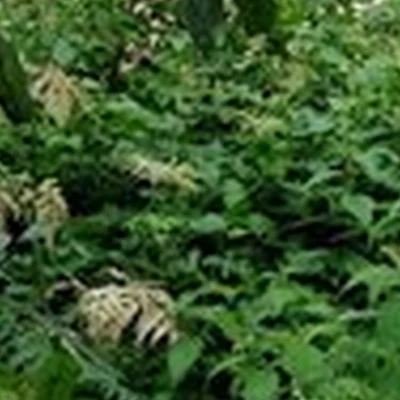 Сакура в Североморске улица Северная Застава, 18