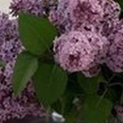 Apriori в Черкесске Первомайская улица, 41