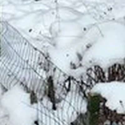 Лаванда в Калининграде улица Генерала Челнокова, 40