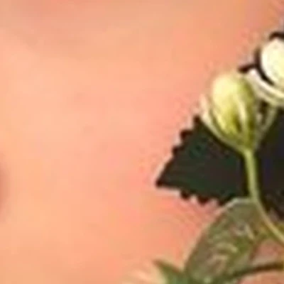 Lash_41