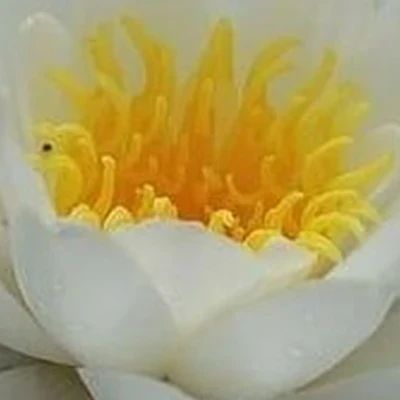 Лотос в Костроме Северной Правды, 49