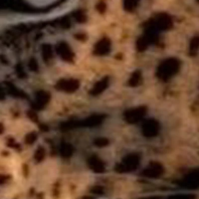 Кошачьи лапки