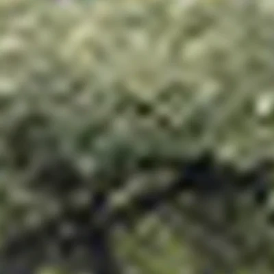 Студия Солярис