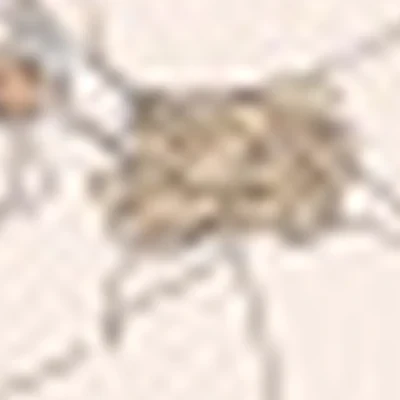 Студия "The Lash  Room"