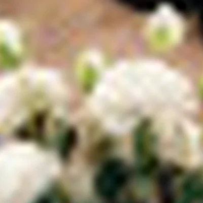 Жирнова Валерия