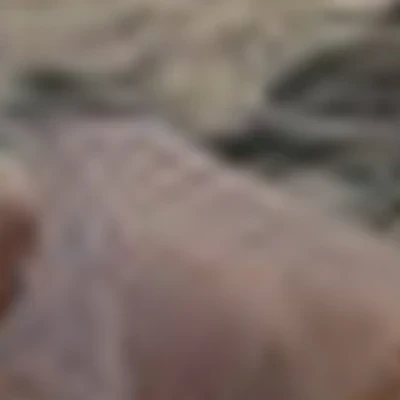 Татьяна Григорьева