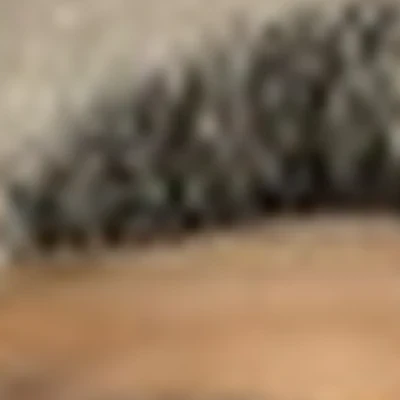 Mary Lashes and Brows