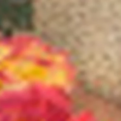 Екатерина Топоровская