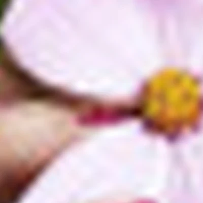 Космея | Nail master