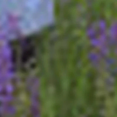 Елена Константинова